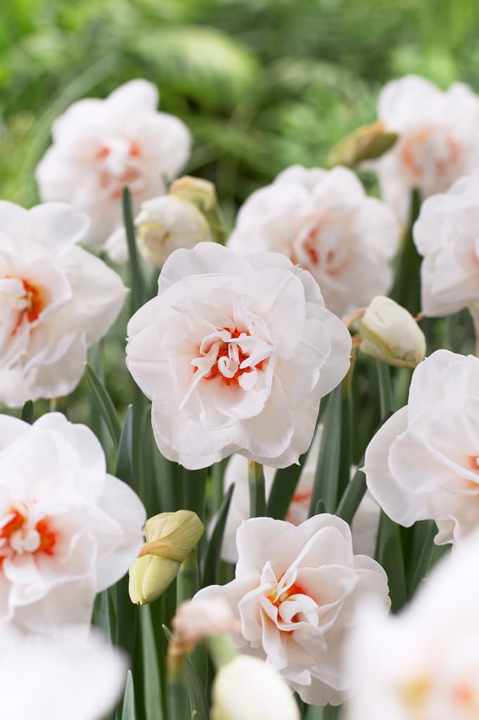 Påskelilje 'Acropolis'