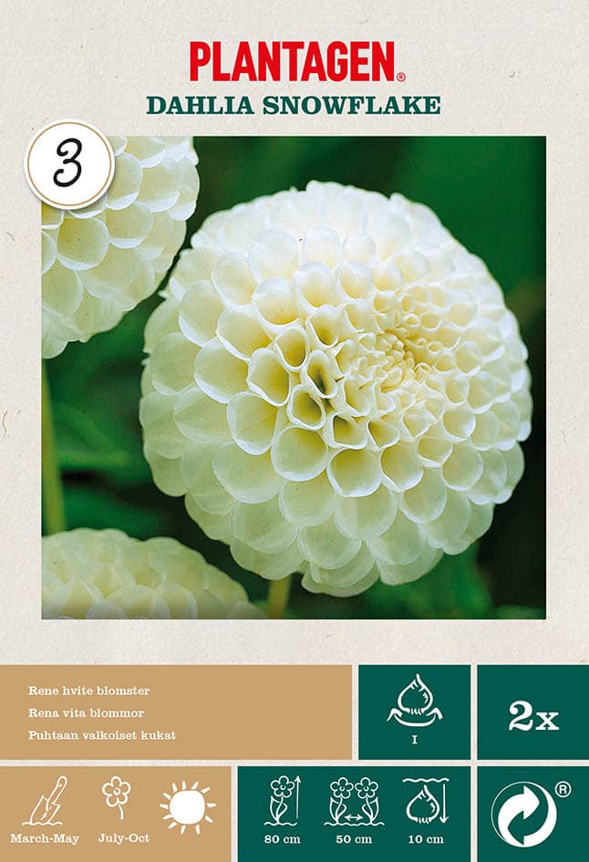 Pompong-georgine 'Snowflake’