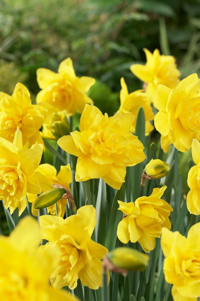 Påskelilje 'Golden Ducat'