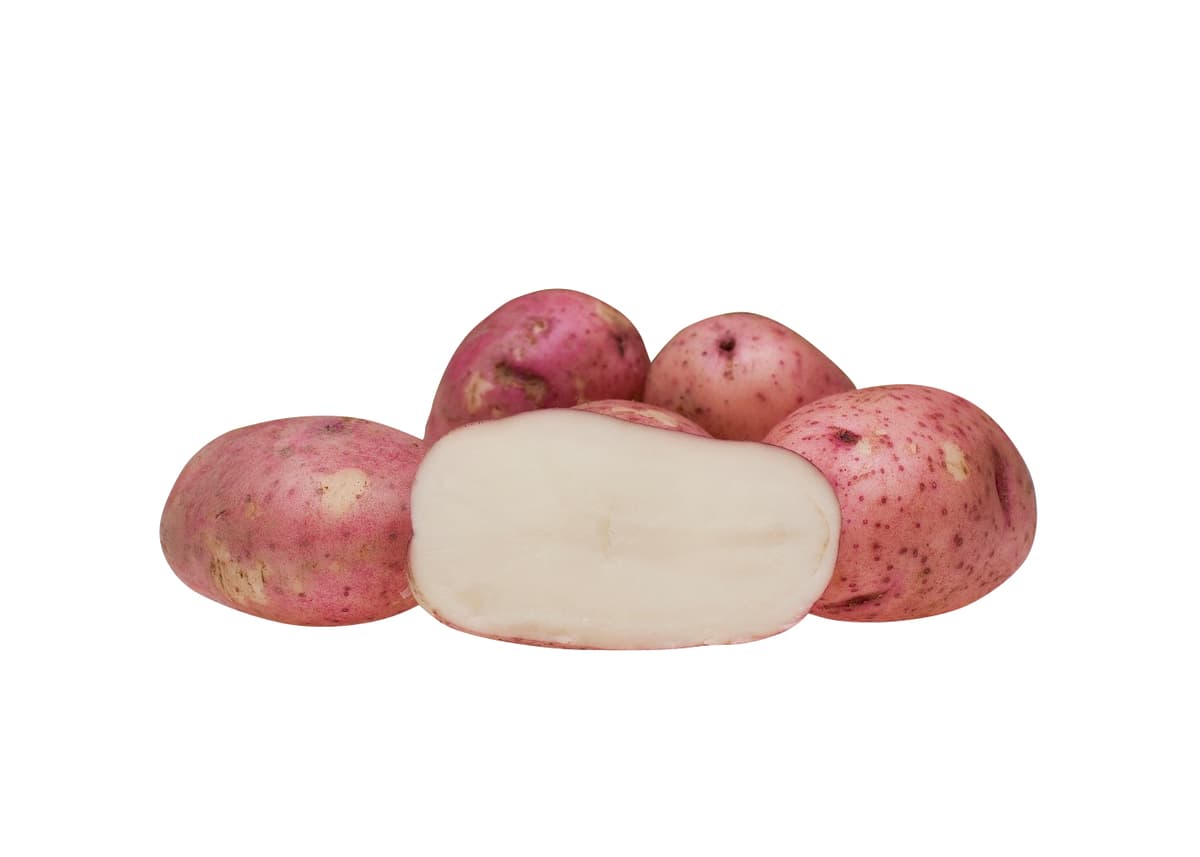 Settepotet 'Beate'