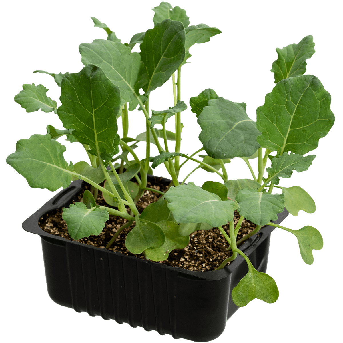 Blomkål 'Goodman'