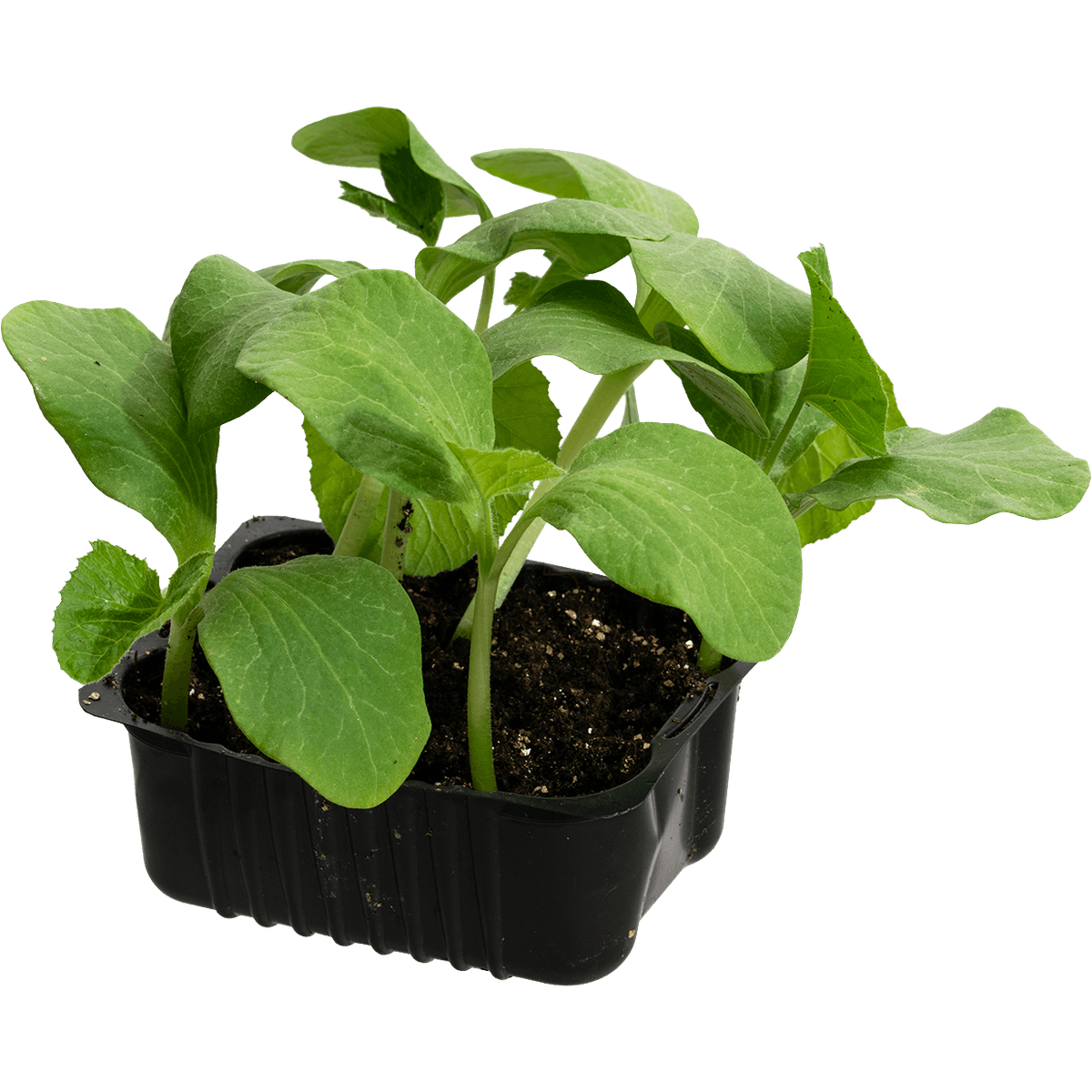Gresskar 'Rouge Vif d'Etampes'