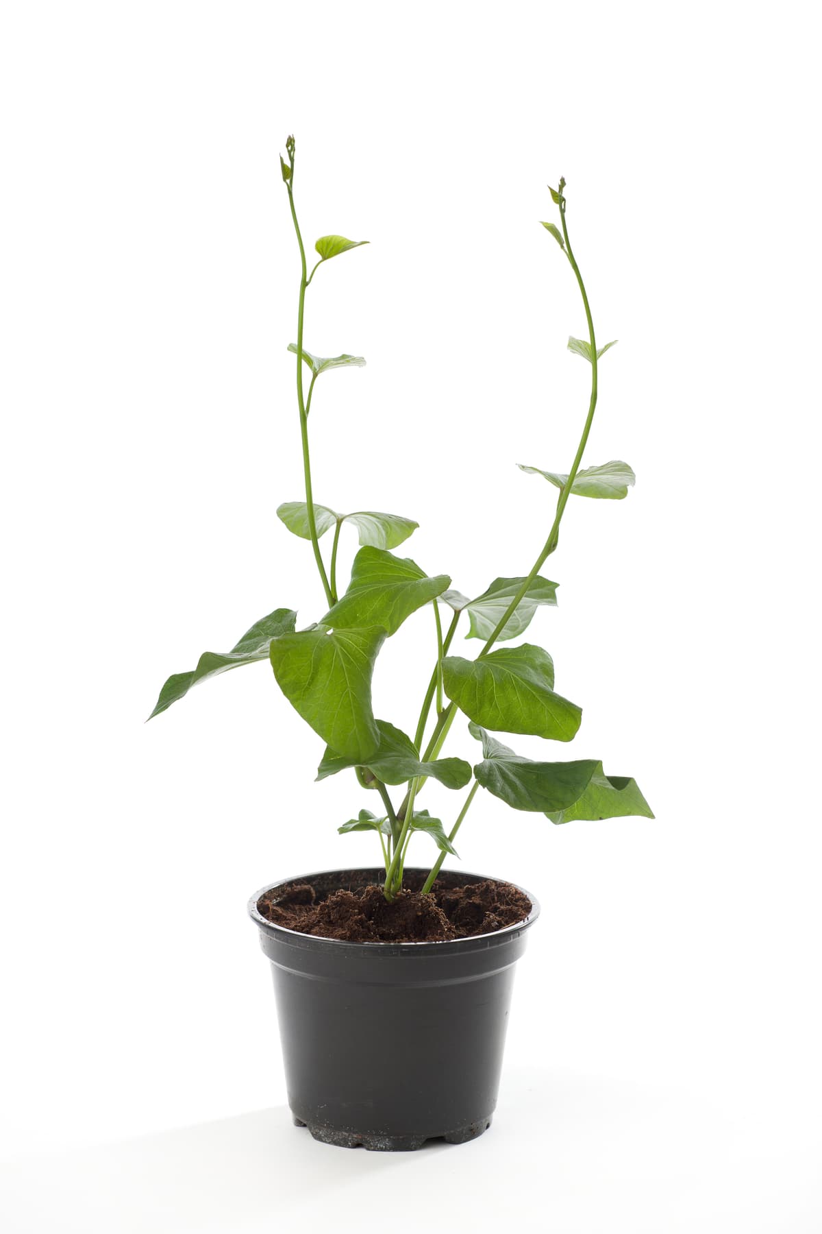 Søtpotet 'Beauregard'