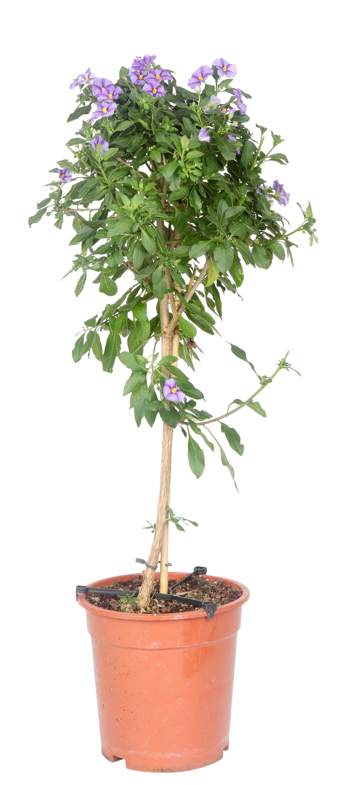 Potetblomst