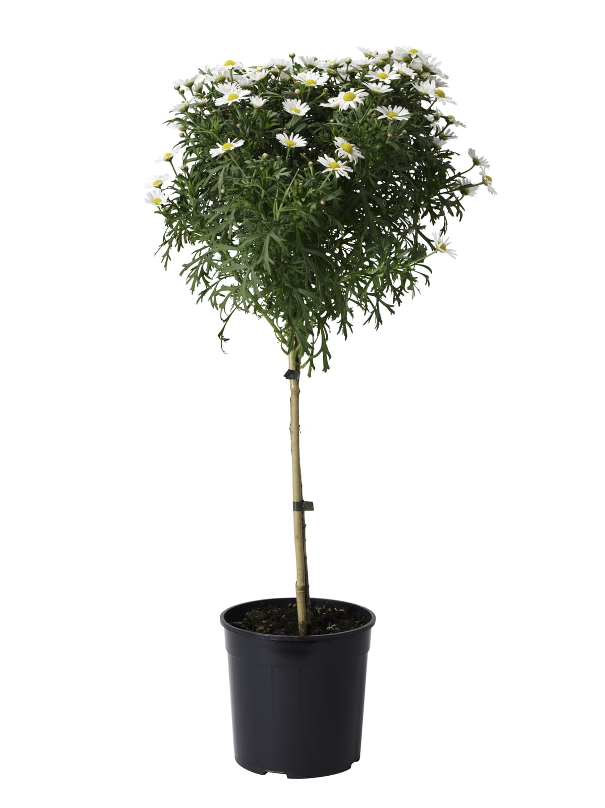 Margeritt oppstammet