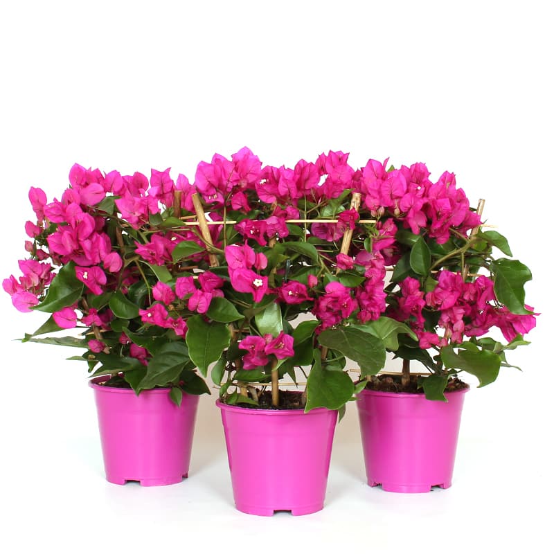Trillingblomst 'Vera Deep Purple'
