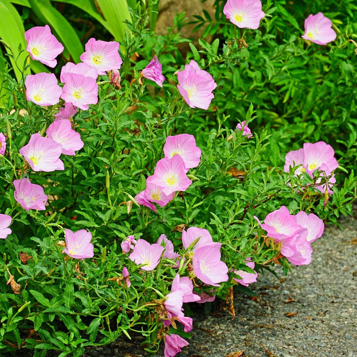 Nattlys 'Siskiyou'