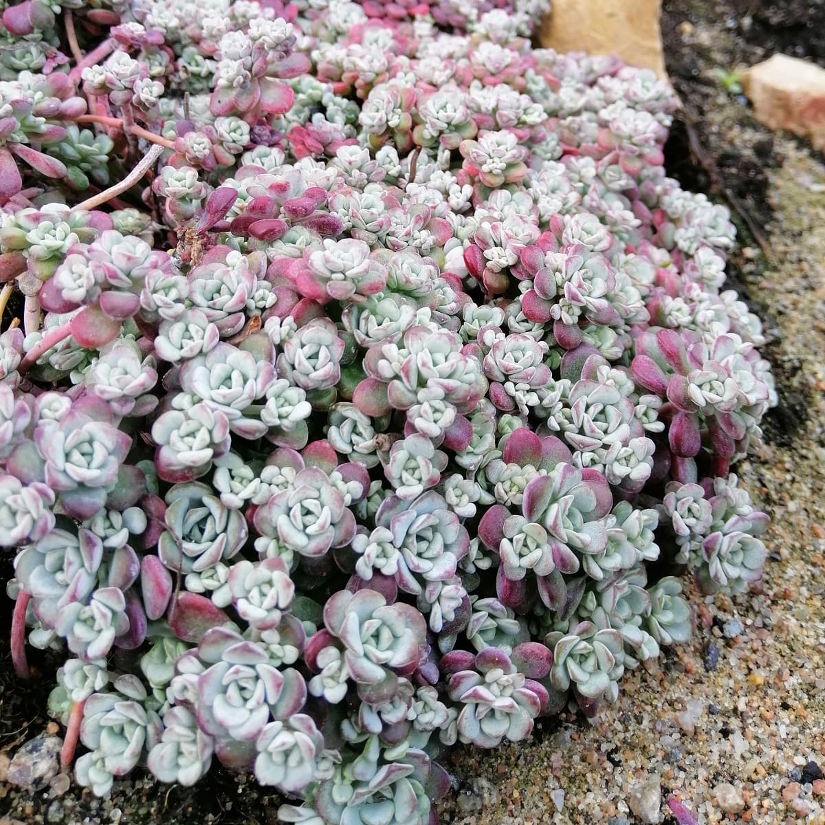 Sølvbergknapp 'Cape Blanco'