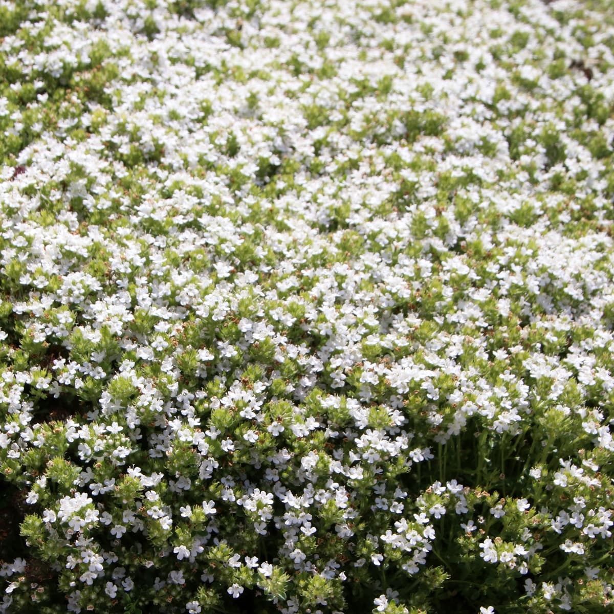 Kryptimian  'Albiflorus'