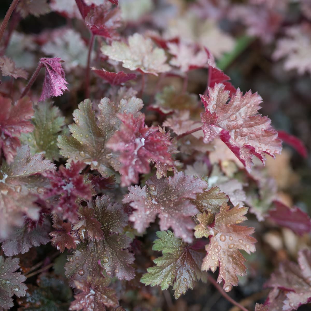 Alunrot 'Melting Fire'