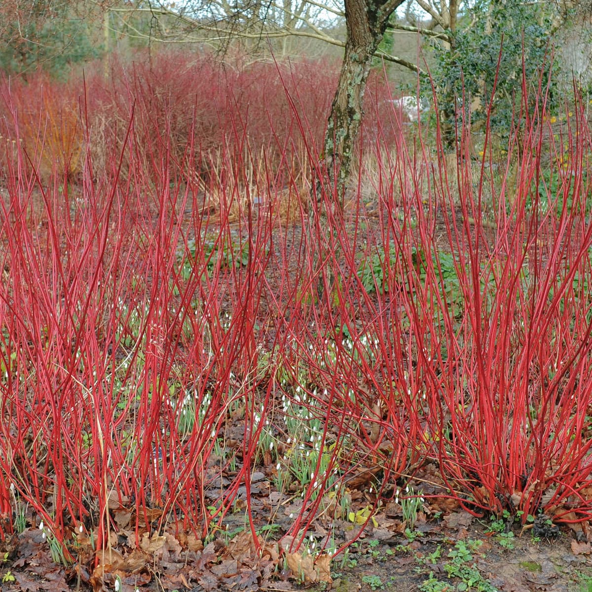 Cornus Alba 'Sibirica' i 4,5 liters potte