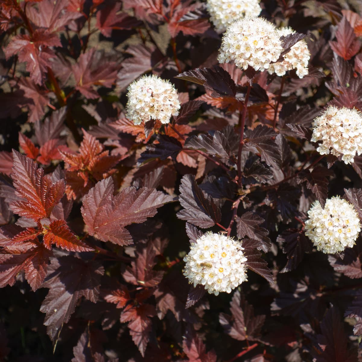 Blærespirea ALL BLACK