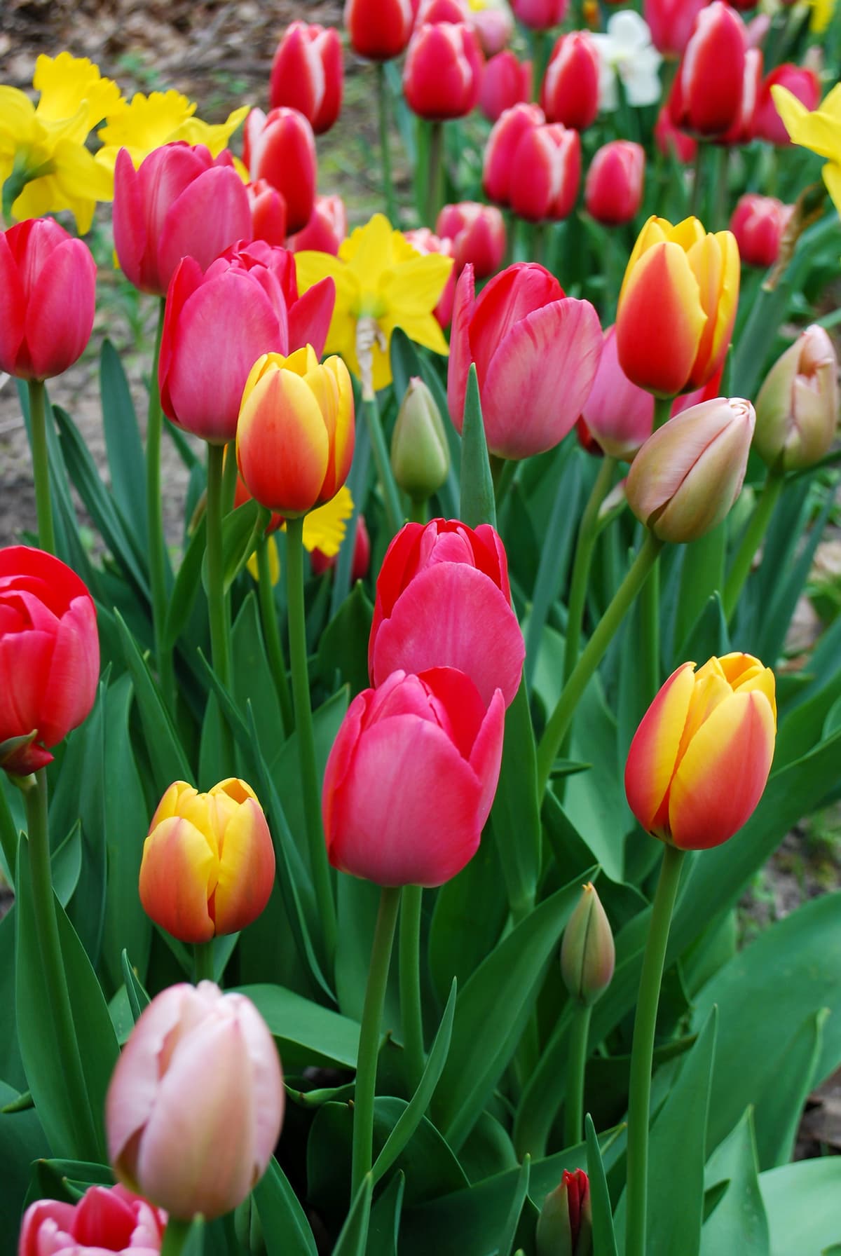 Tulipanmiks Darwin Hybrid - 12 stk