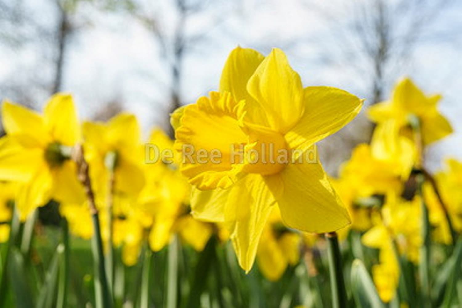 Påskelilje 'Dutch Master' - 18 stk