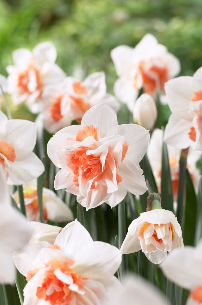 Påskelilje 'Replete'