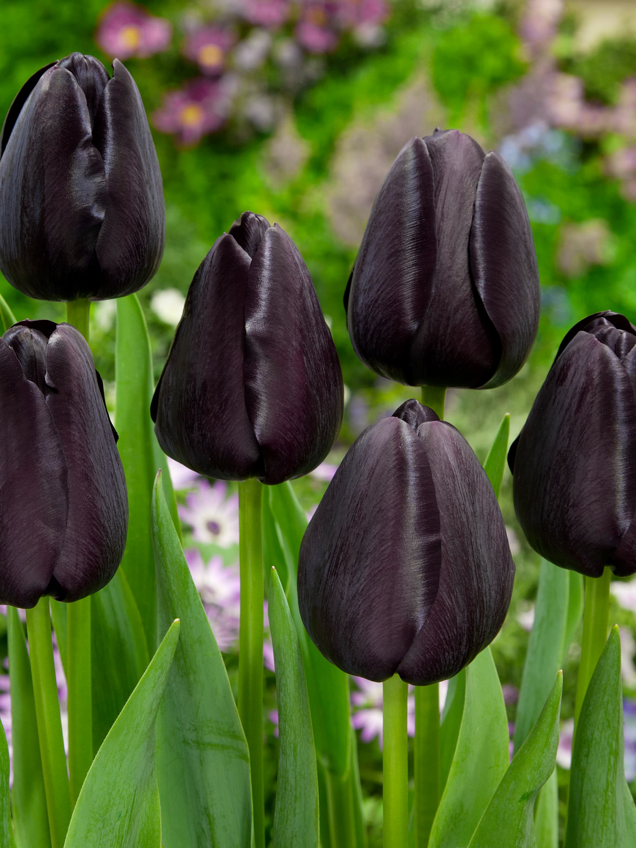 Tulipan 'Queen Of Night' - 6stk