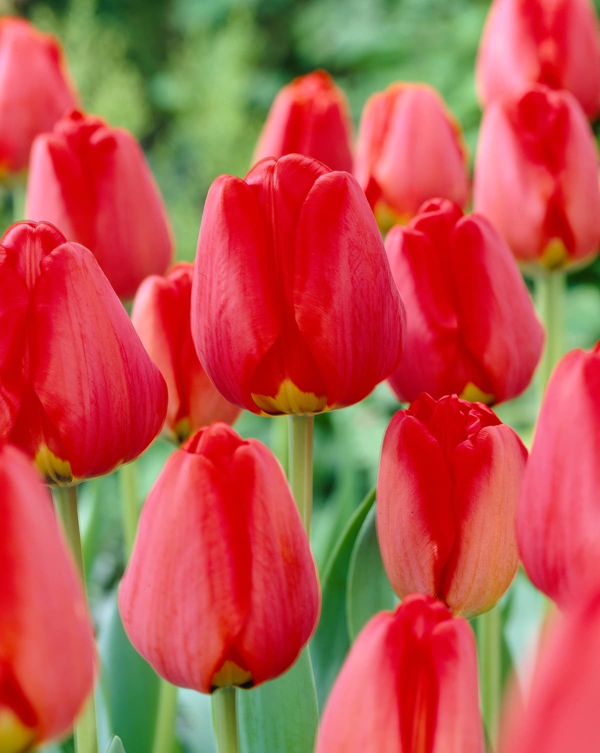 Tulipan 'Apeldoorn' - 6 stk