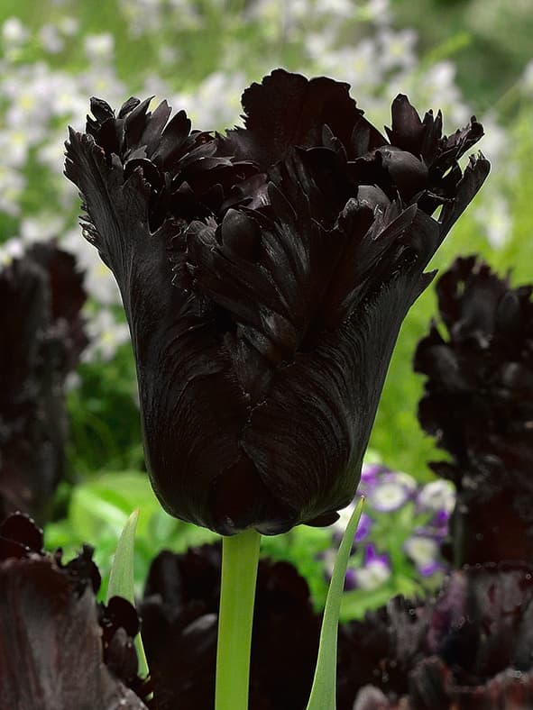 Papegøyetulipan 'Black Parrot' - 6 stk