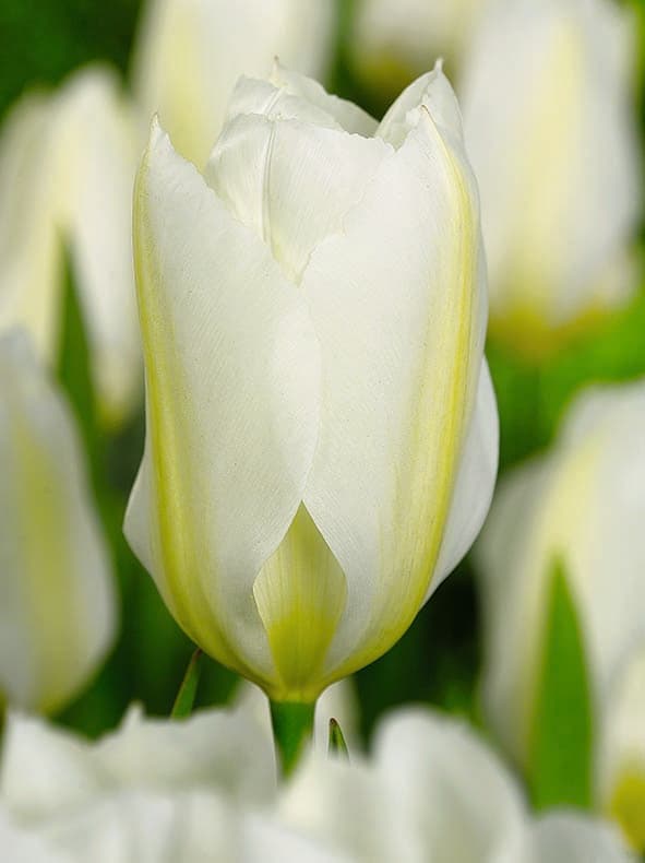 Tulipan 'Purissima' - 6 stk