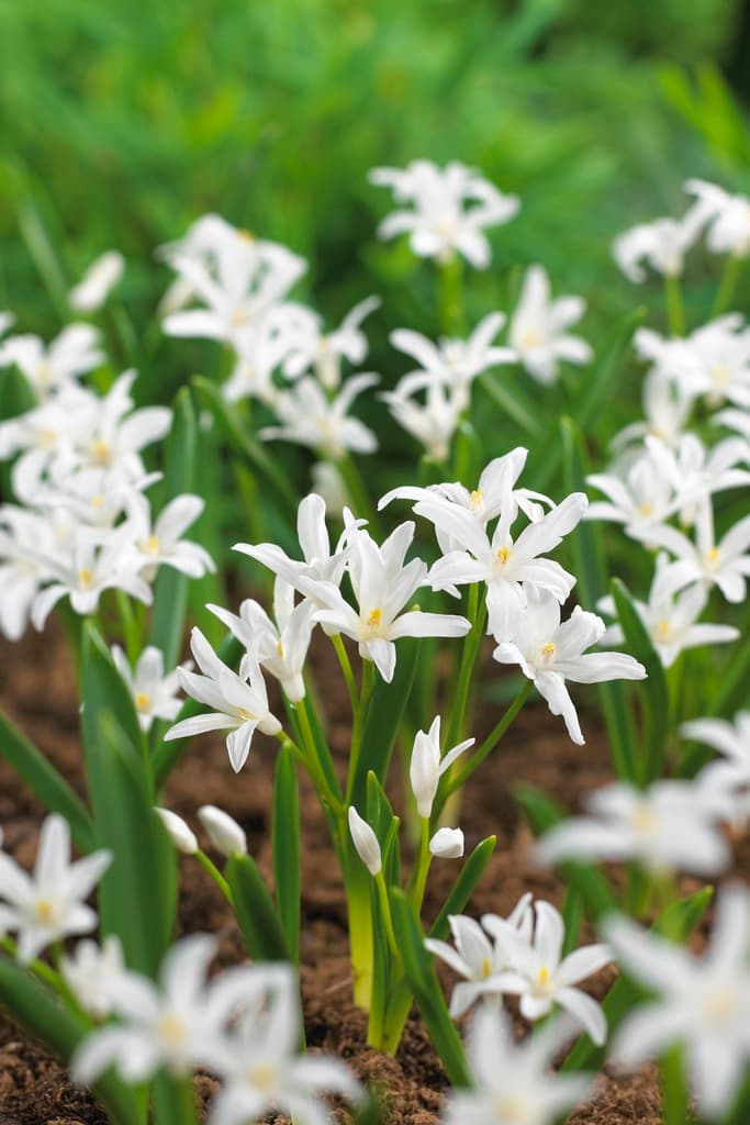 Snøstjerne 'Alba'