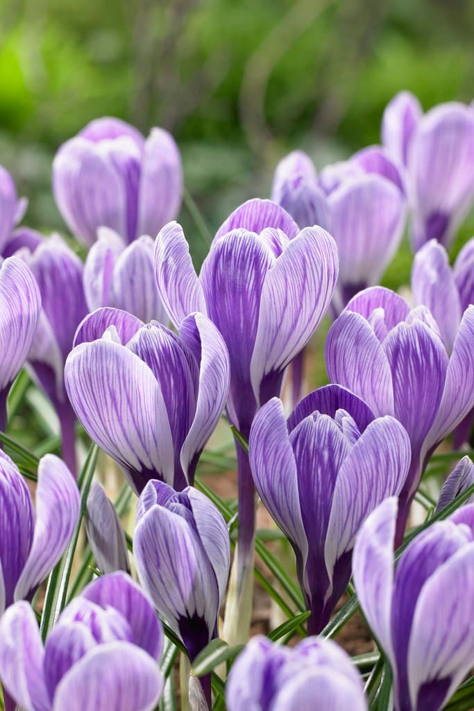 Krokus 'King of the Striped'
