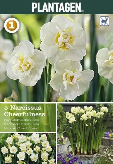 Narsiss 'Cheerfulness'