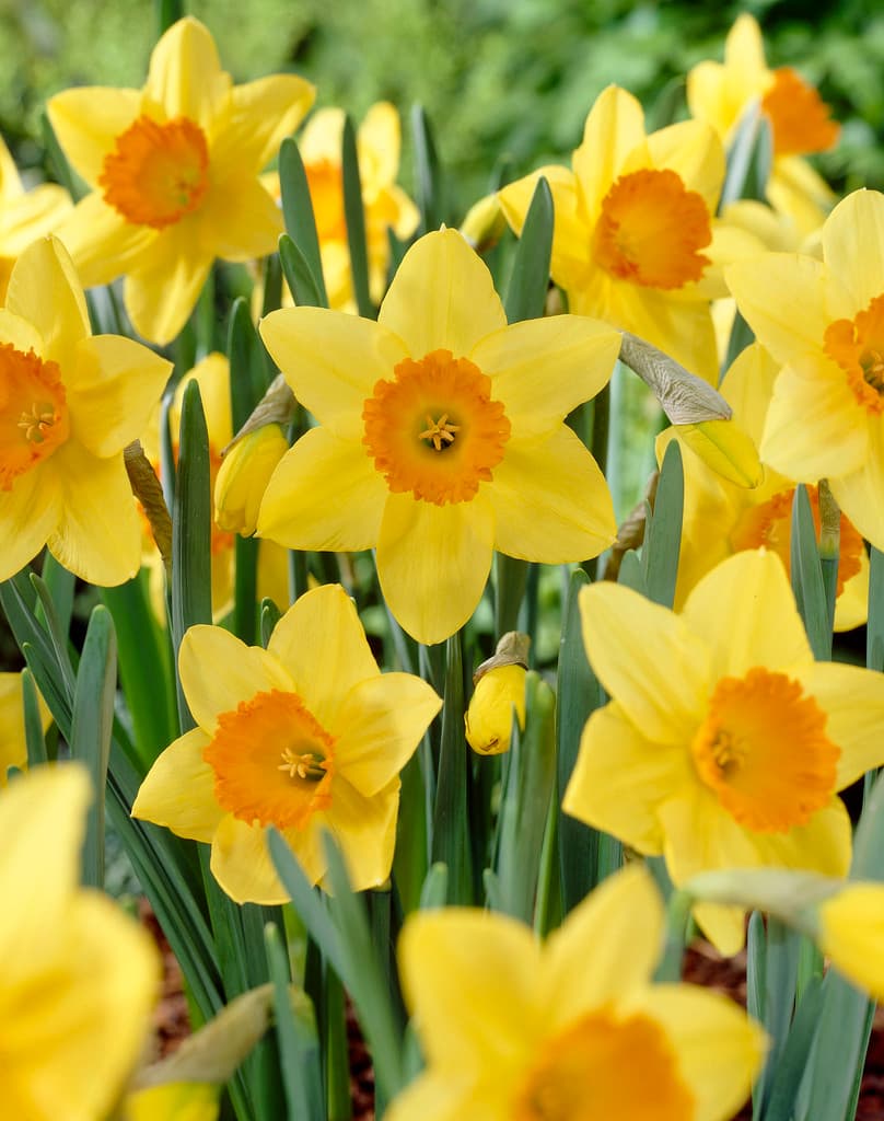 Påskelilje 'Red Devon'