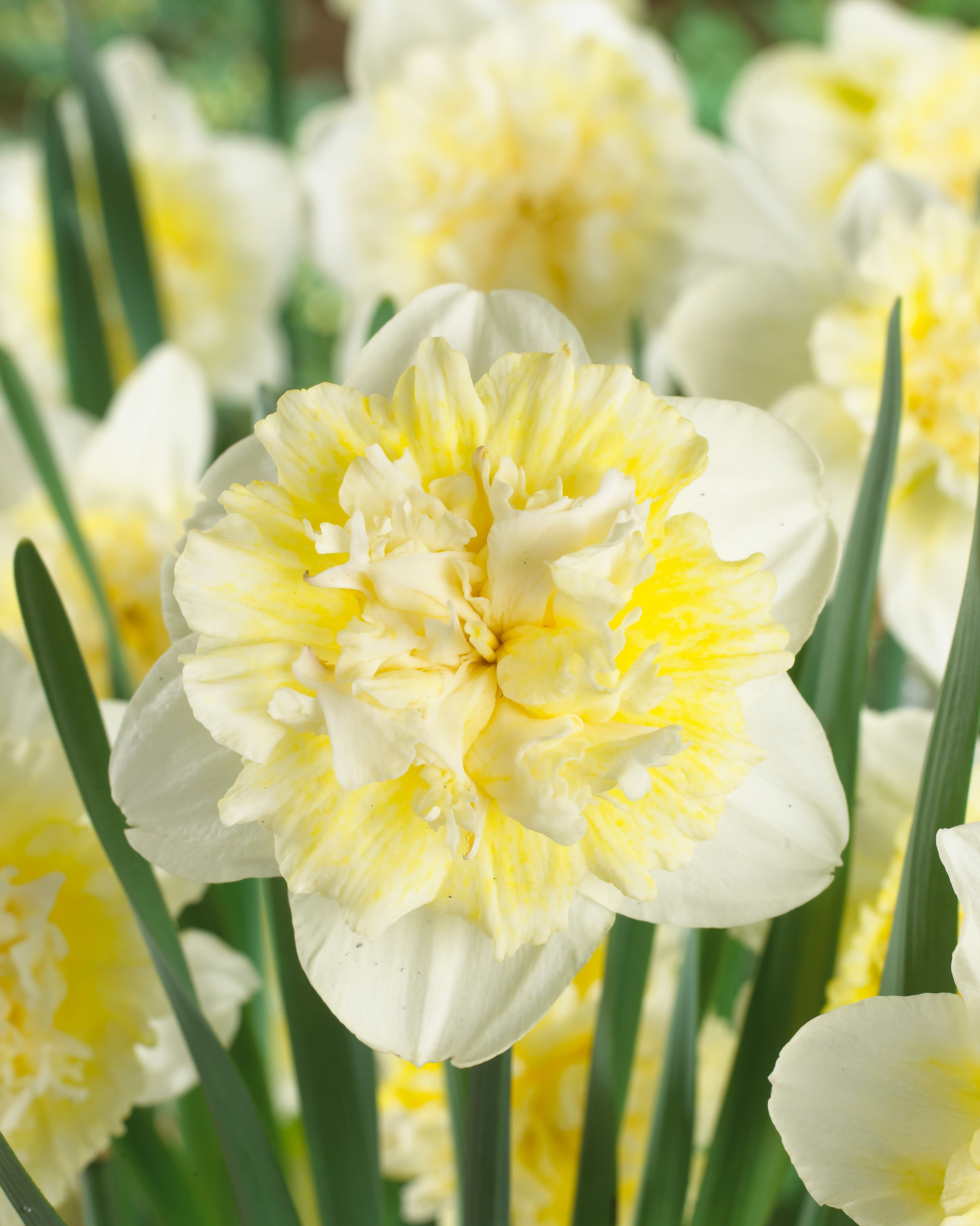 Påskelilje 'Ice King'