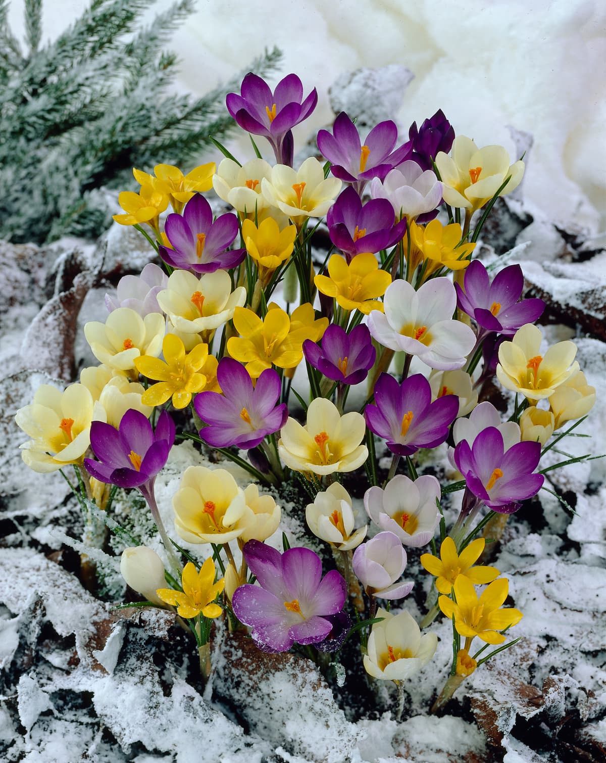 Krokus miks