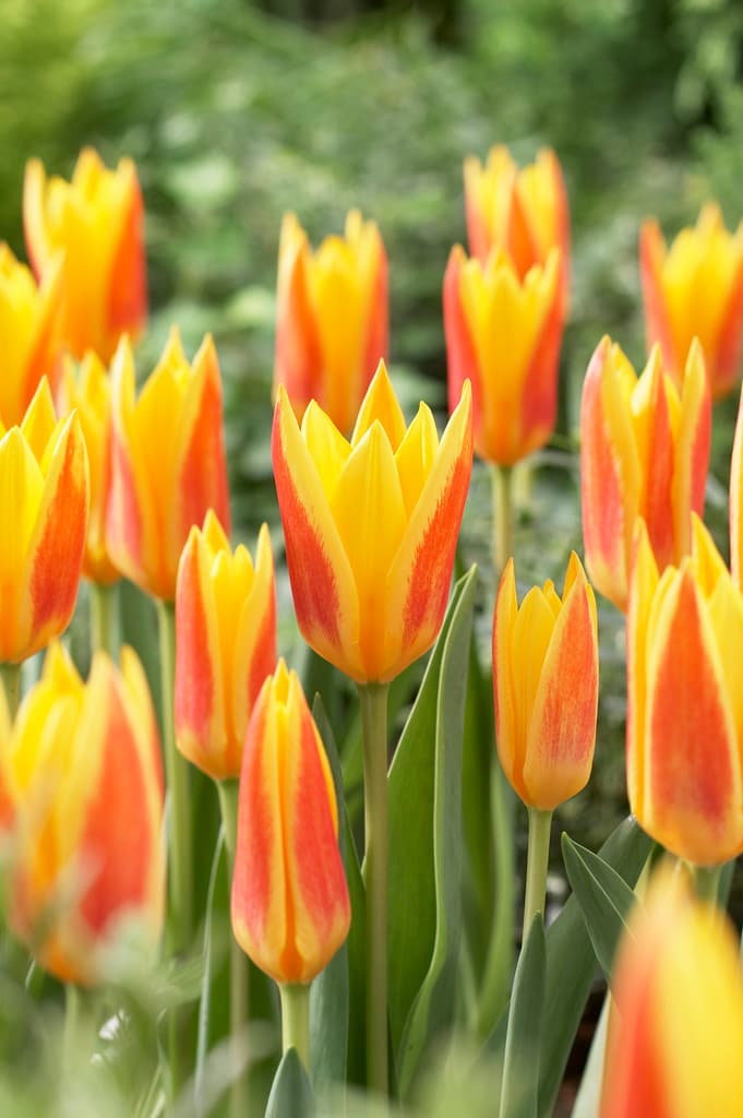 Tulipan 'Giuseppe Verdi' - 6 stk