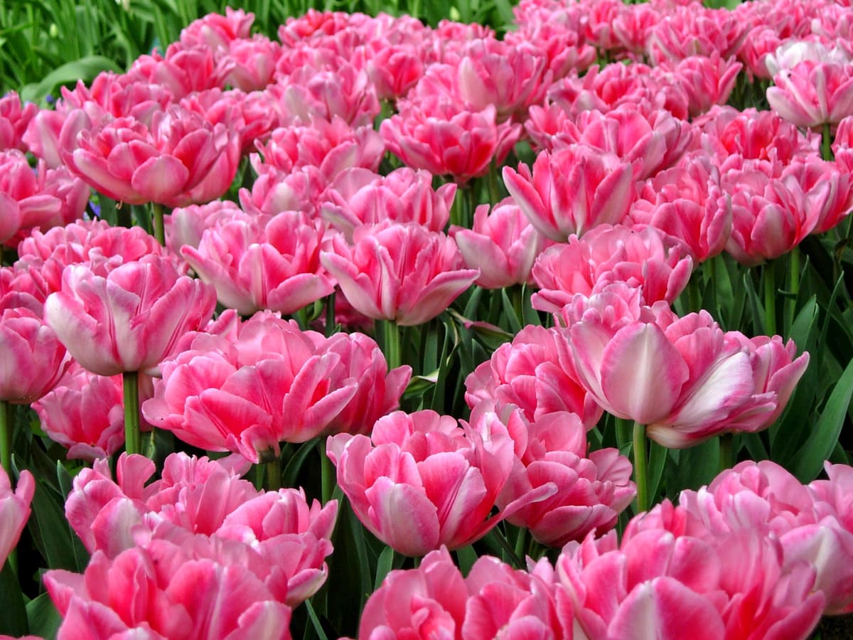 Tulipan 'Foxtrot' - 15 stk