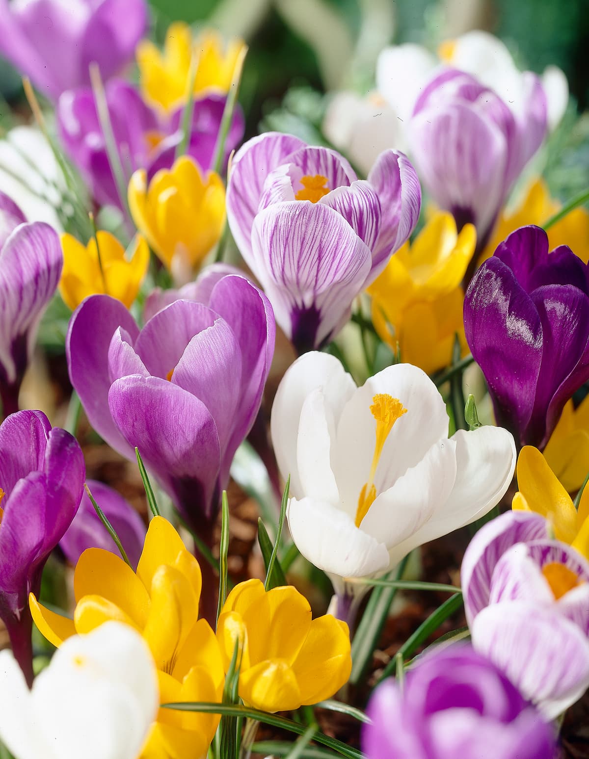 Storblomstret krokus miks
