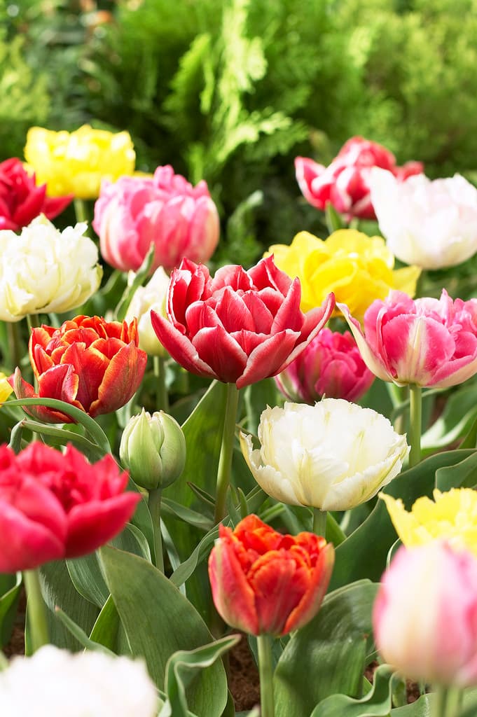 Fylte tulipaner miks - 6 stk