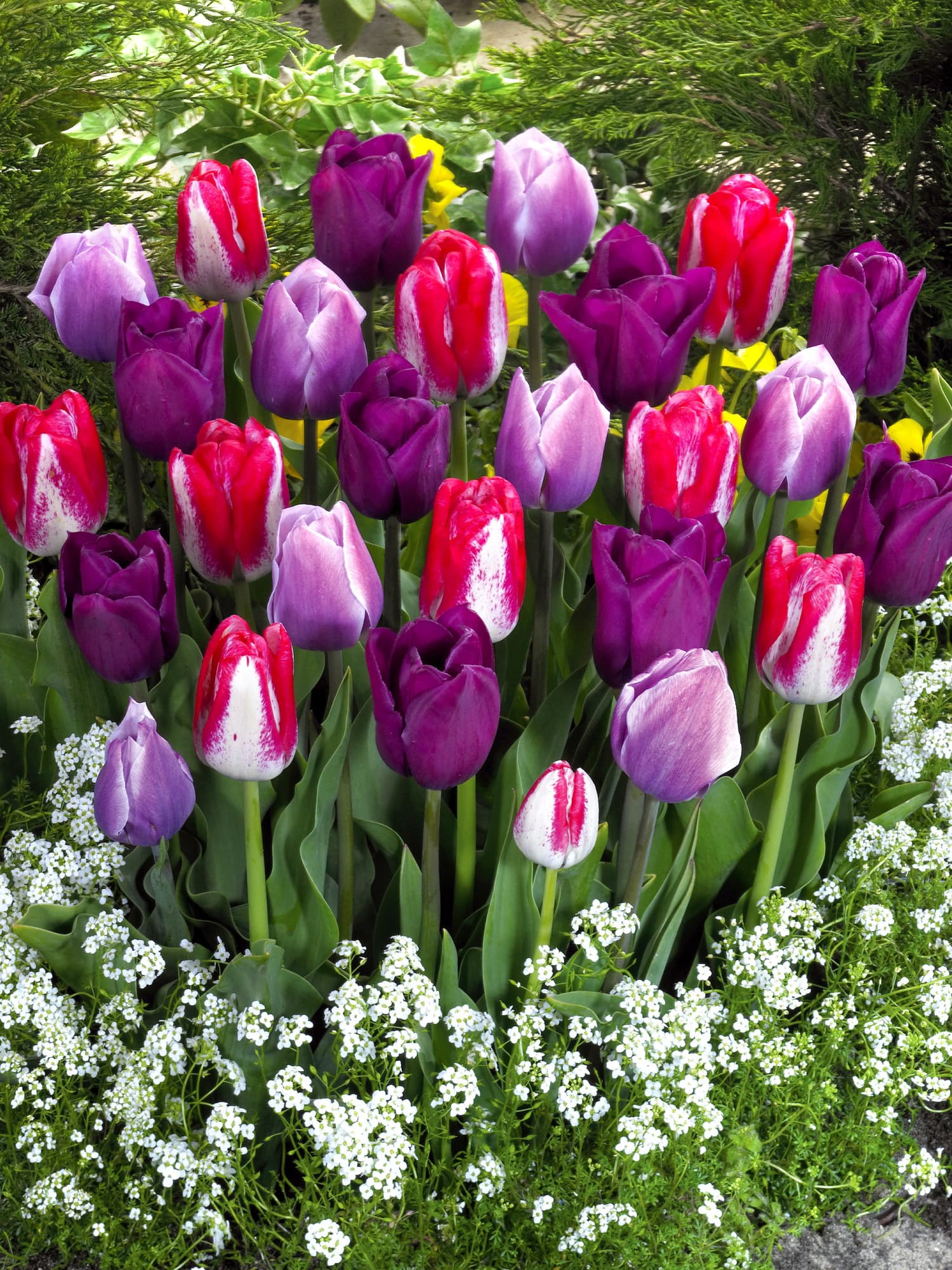 Tulipanmiks Lovers Blend