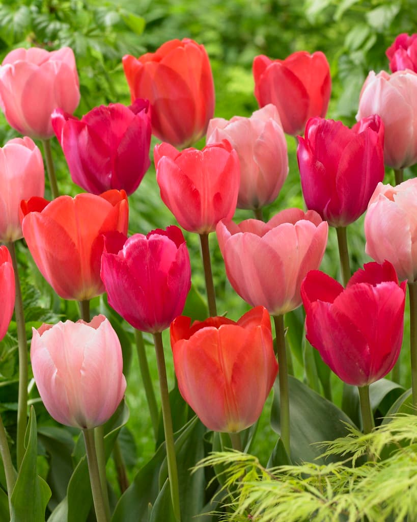 Tulipanmiks Pink Promise - 12 stk