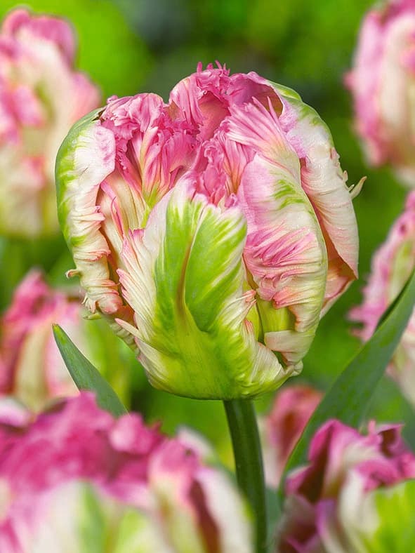 Papegøyetulipan 'Pink Vision' - 6 stk