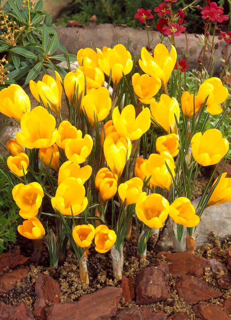 Krokus