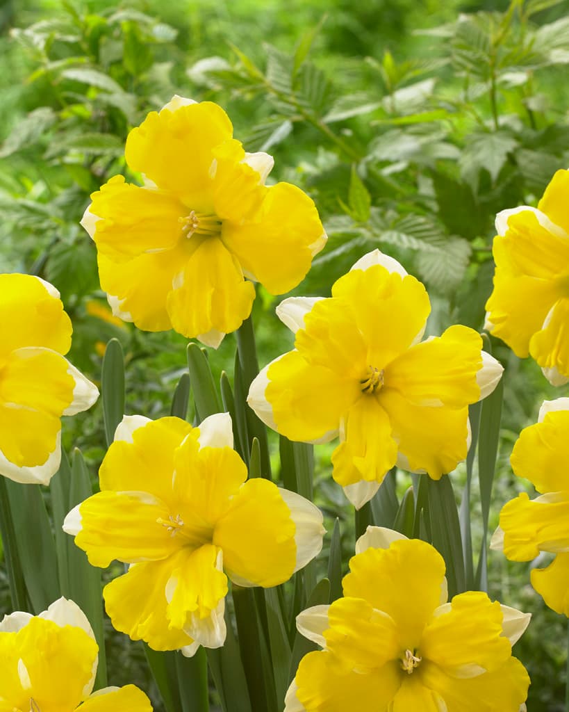 Påskelilje 'Banana Daiquiri'