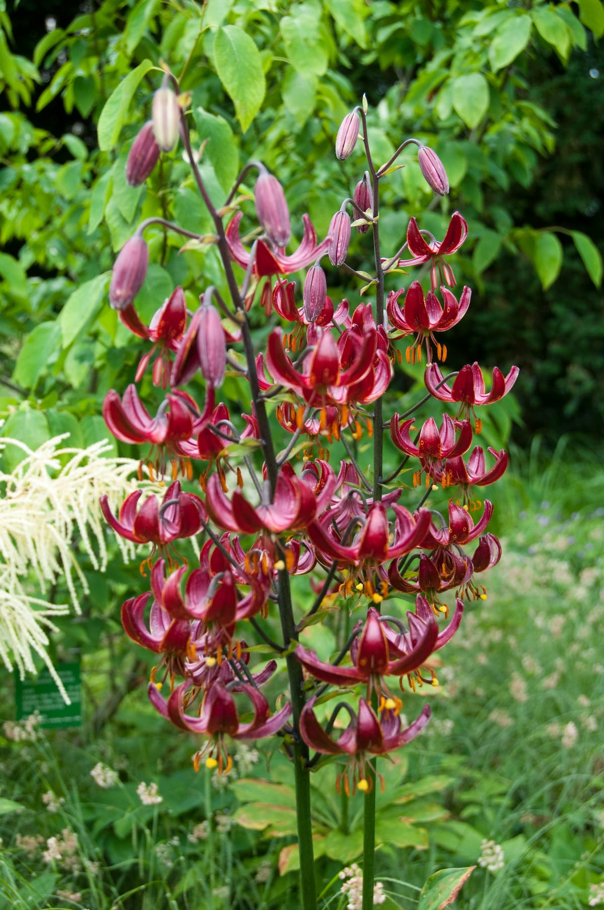 Martagonlilje 'Claude Shride'