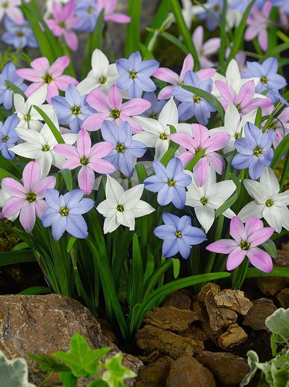 Vårstjerneblom miks