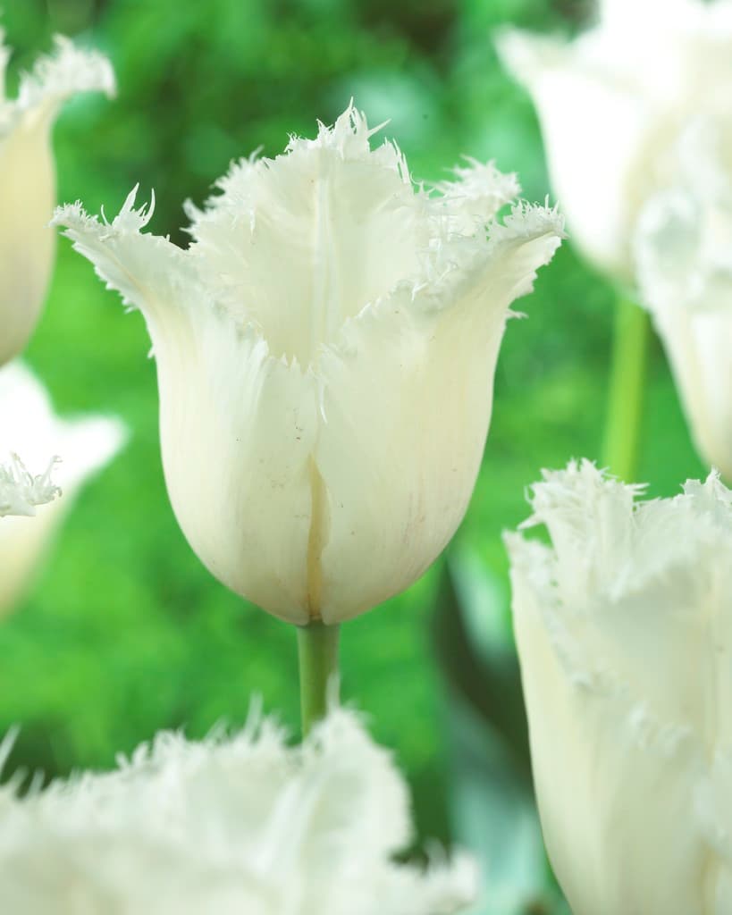 Tulipan 'Daytona'