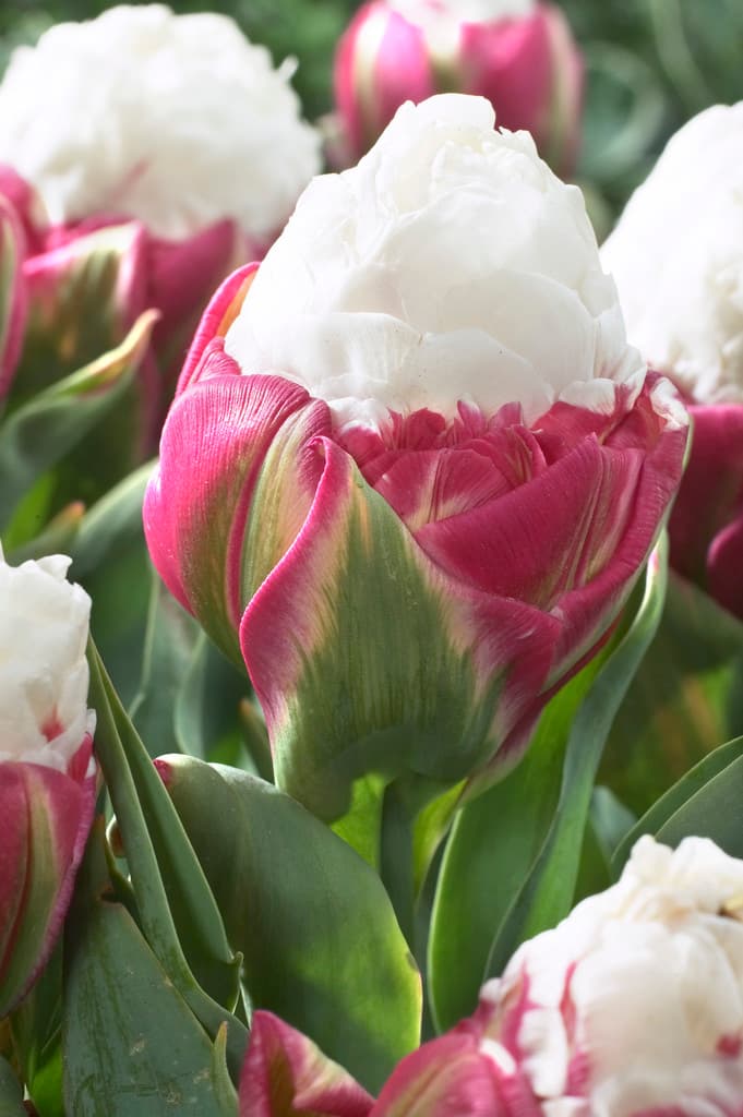Tulipan 'Ice Cream'