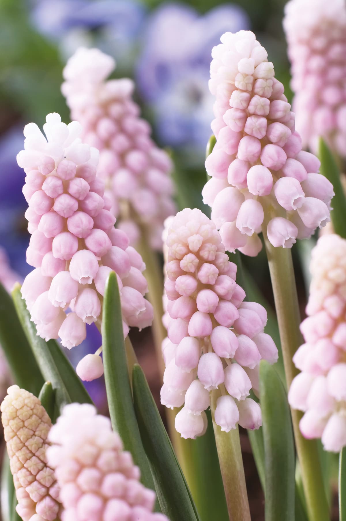 Perleblomst 'Pink Sunrise'