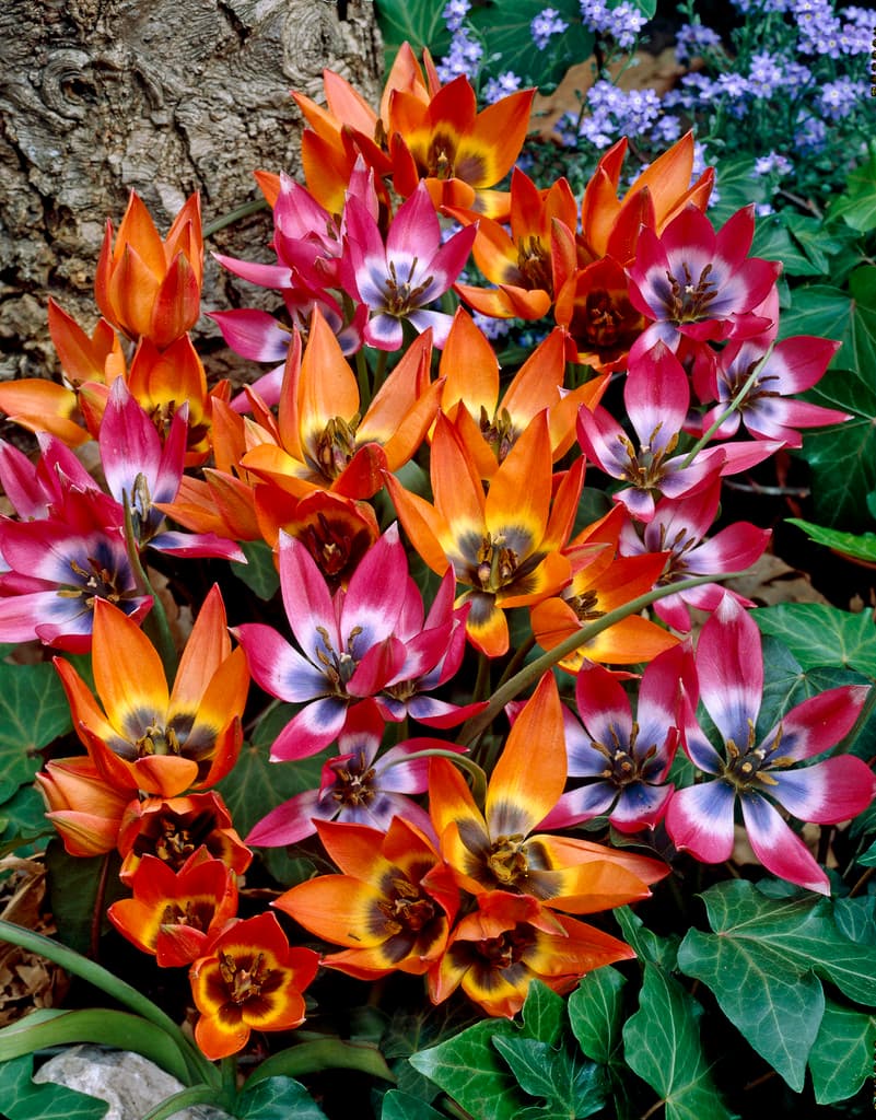 Tulipanmiks Little Treasures