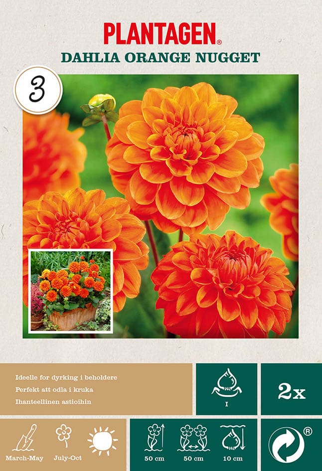 Dekorativ georgine 'Orange Nugget’