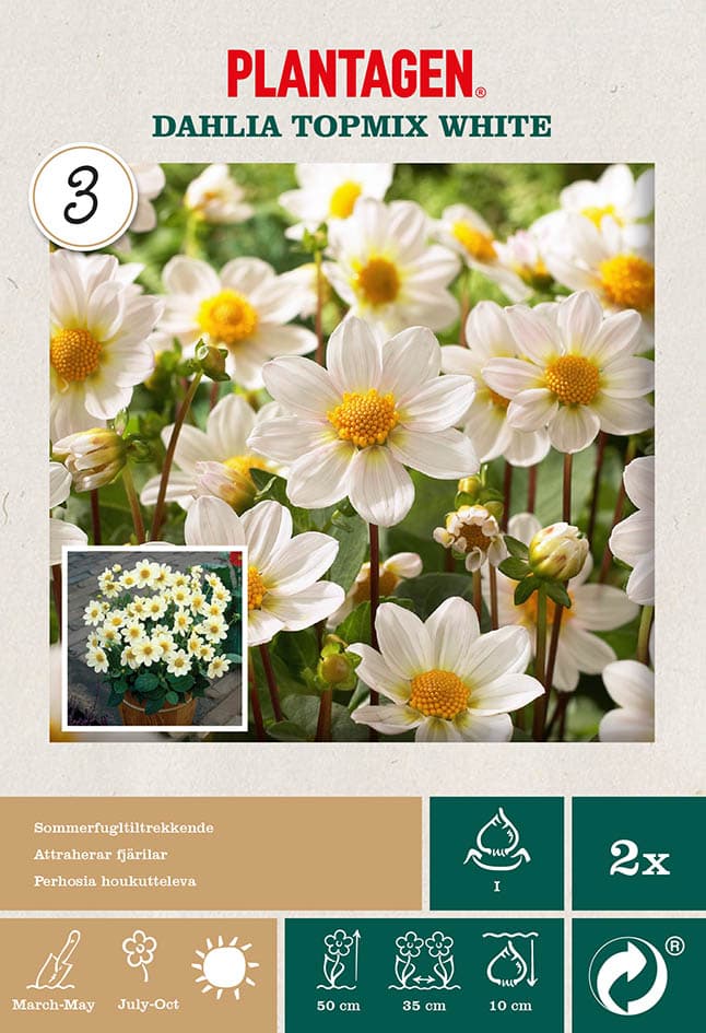 Georgine 'Topmix White’