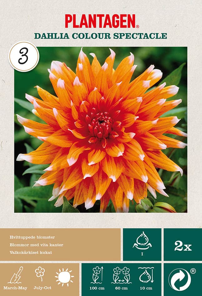 Kaktusgeorgine ‘Colour Spectacle’