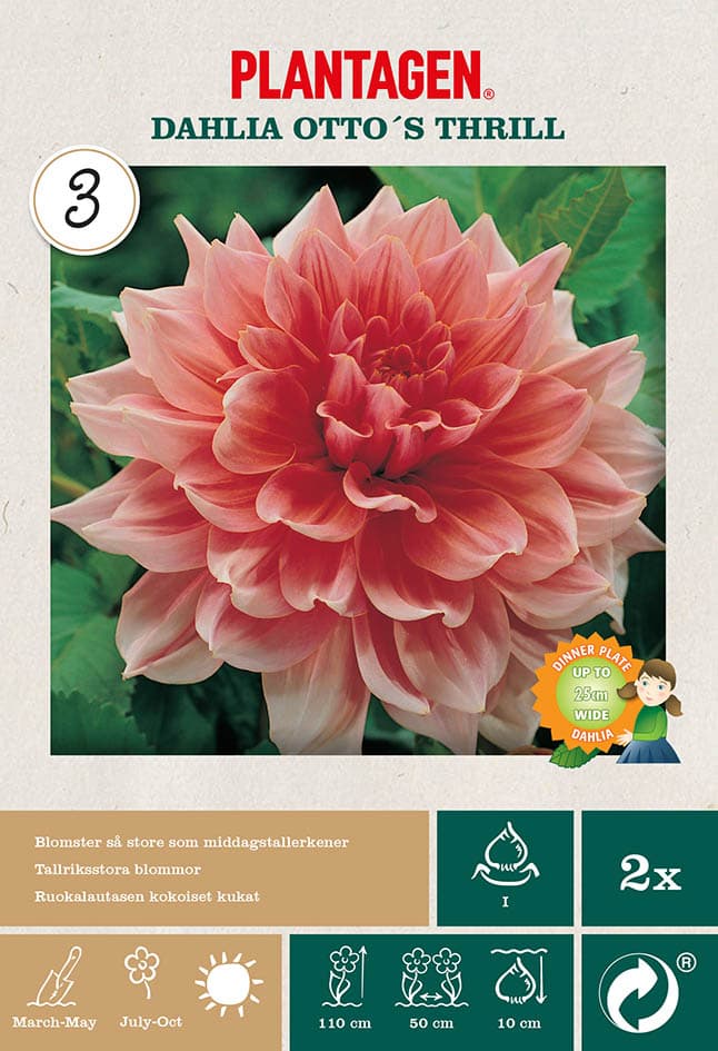 Georgine ‘Otto’s Thrill’