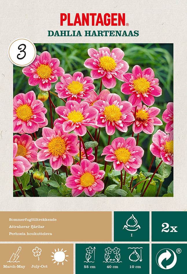 Georgine 'Hartenaas’