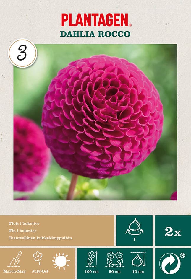 Georgine ‘Rocco’